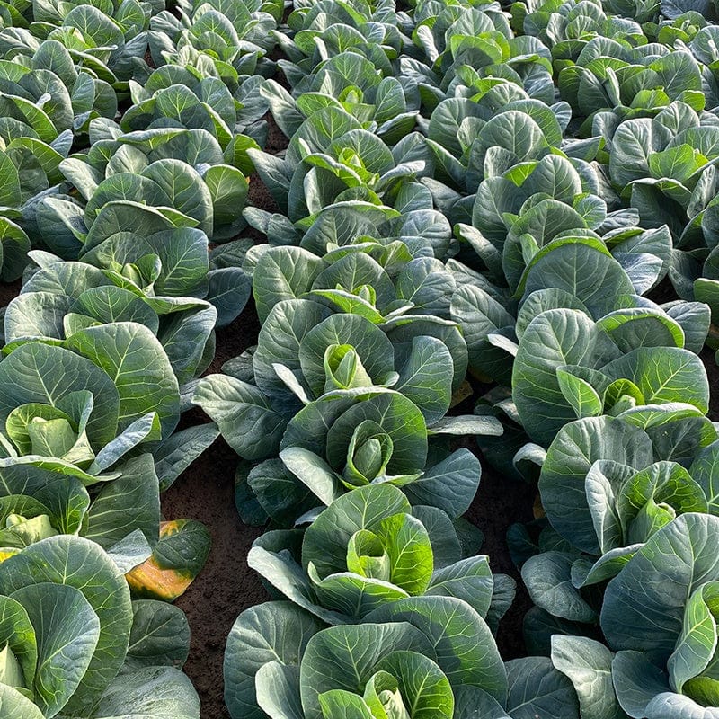 Autumn Harvest Brassica Collection - Image 3