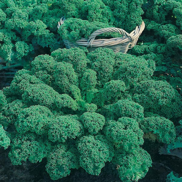 Autumn Harvest Brassica Collection - Image 4