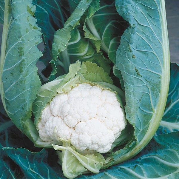 Autumn Harvest Brassica Collection - Image 5