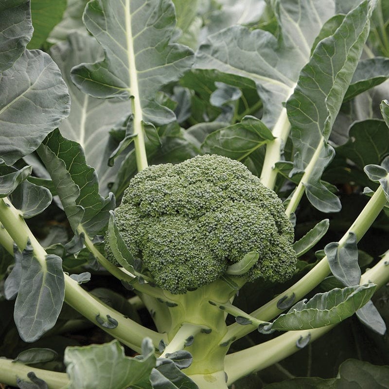 Autumn Harvest Brassica Collection - Image 6