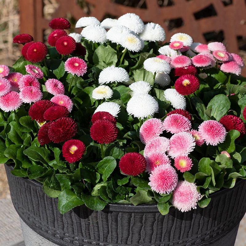 Bellis Bellissima Mixed Plants - Image 3
