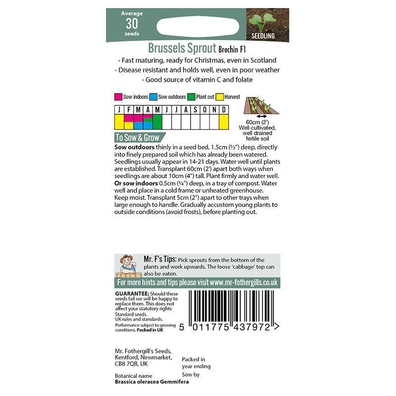 Brussels Sprout Brechin F1 Seeds - Image 4