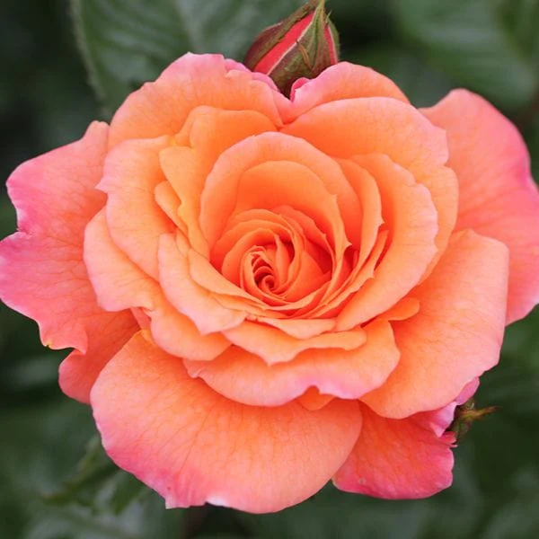 Climbing Rose Trio Plants Collection - Image 4