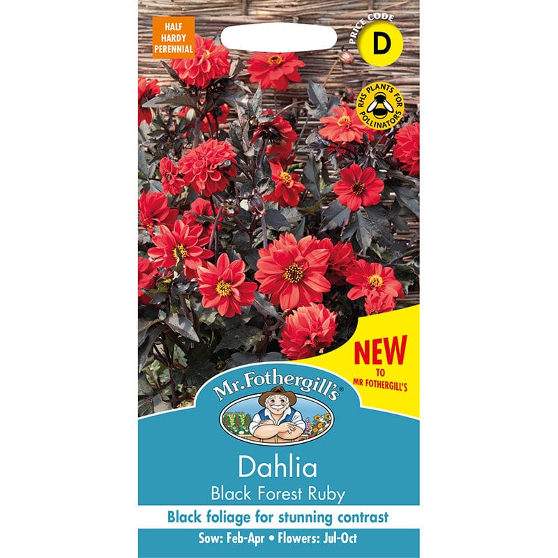 Dahlia Black Forest Ruby Seeds - Image 3