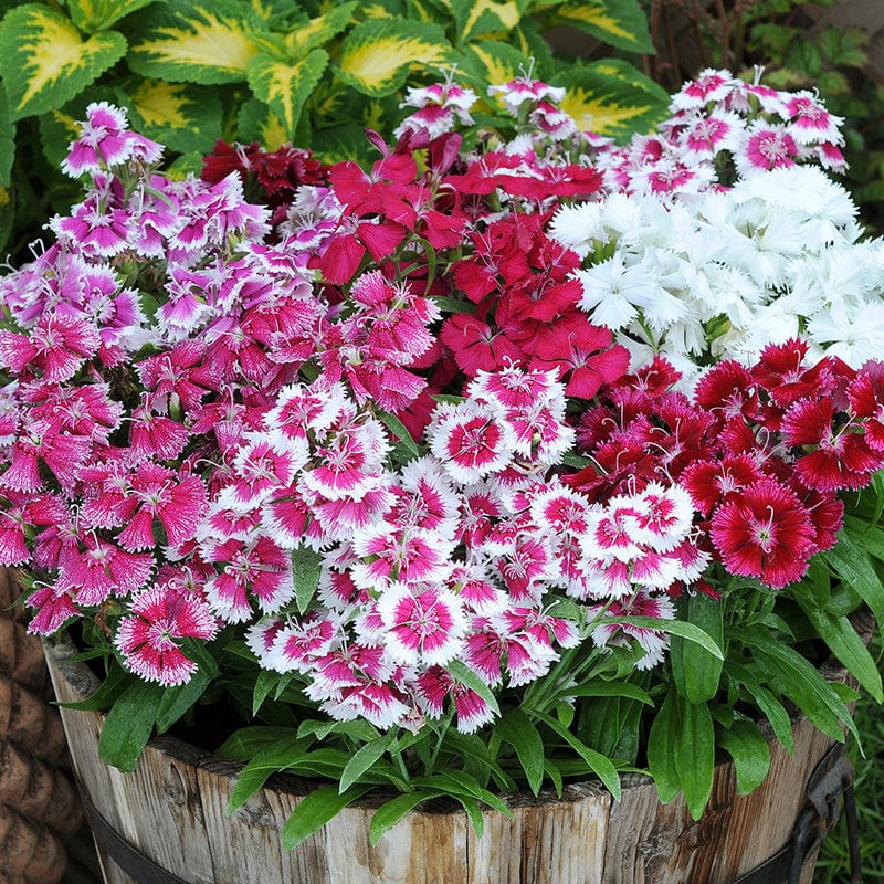 Dianthus Festival Mixed F1 Flower Plants - Image 4