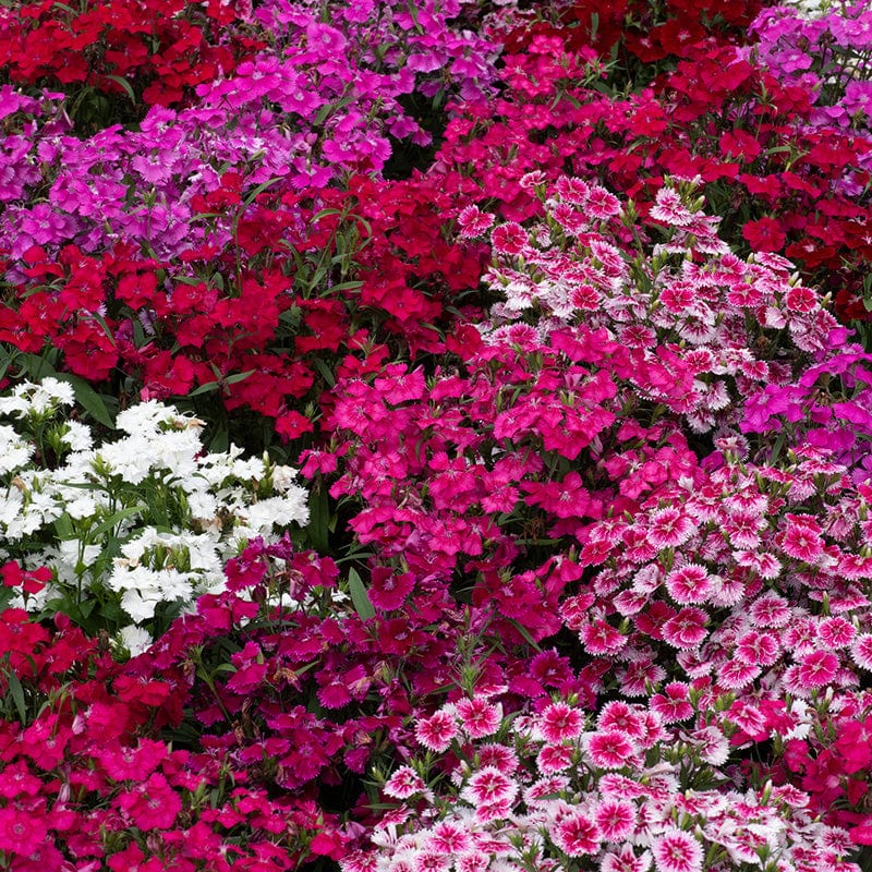 Dianthus Festival Mixed F1 Flower Plants - Image 7