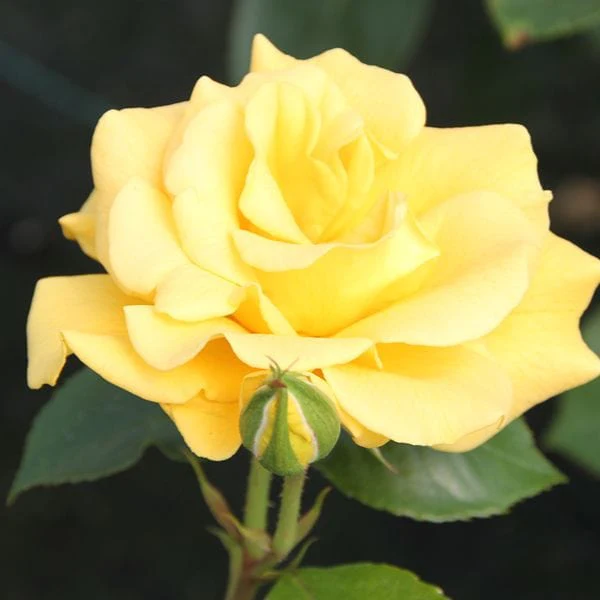 Floribunda Rose Trio Plants Collection - Image 3