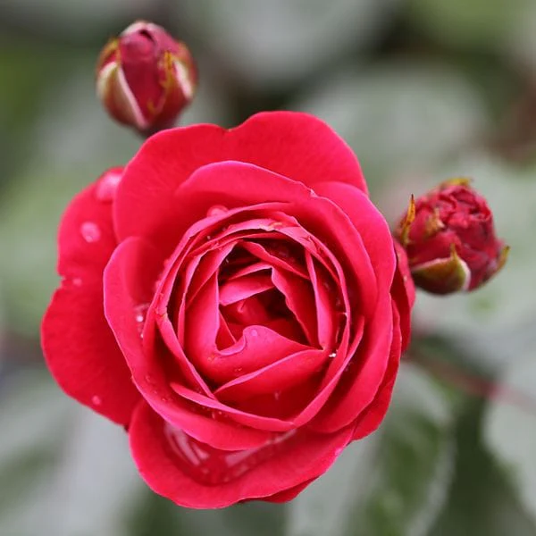 Floribunda Rose Trio Plants Collection - Image 4