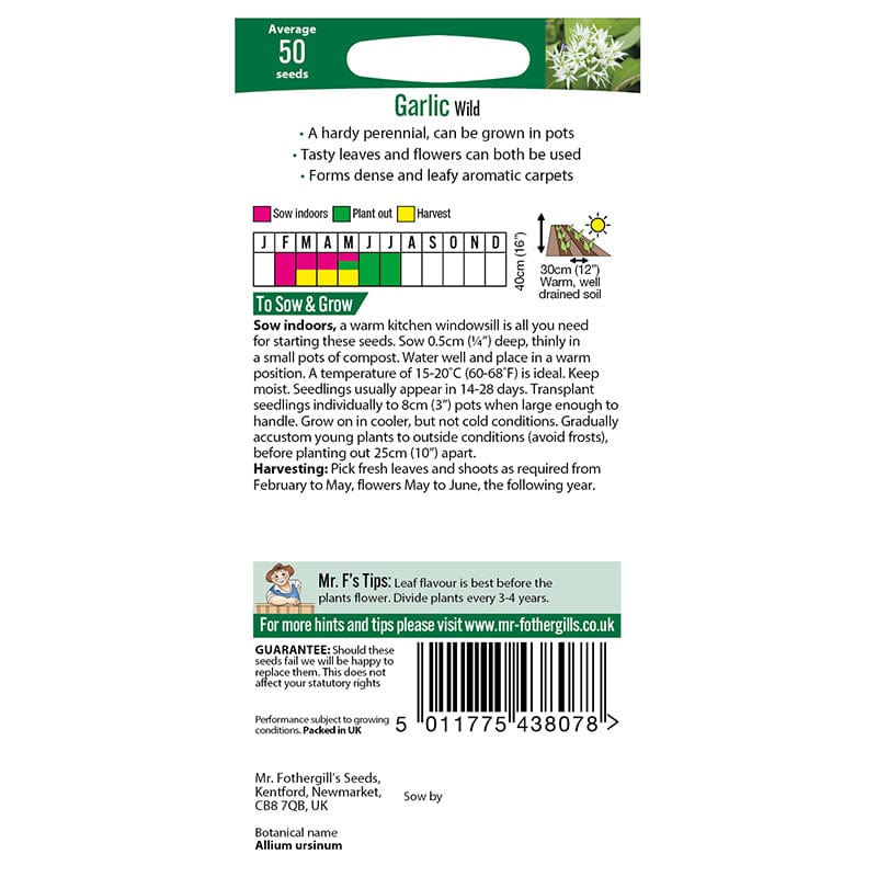 Garlic (Wild) Seeds - Image 3