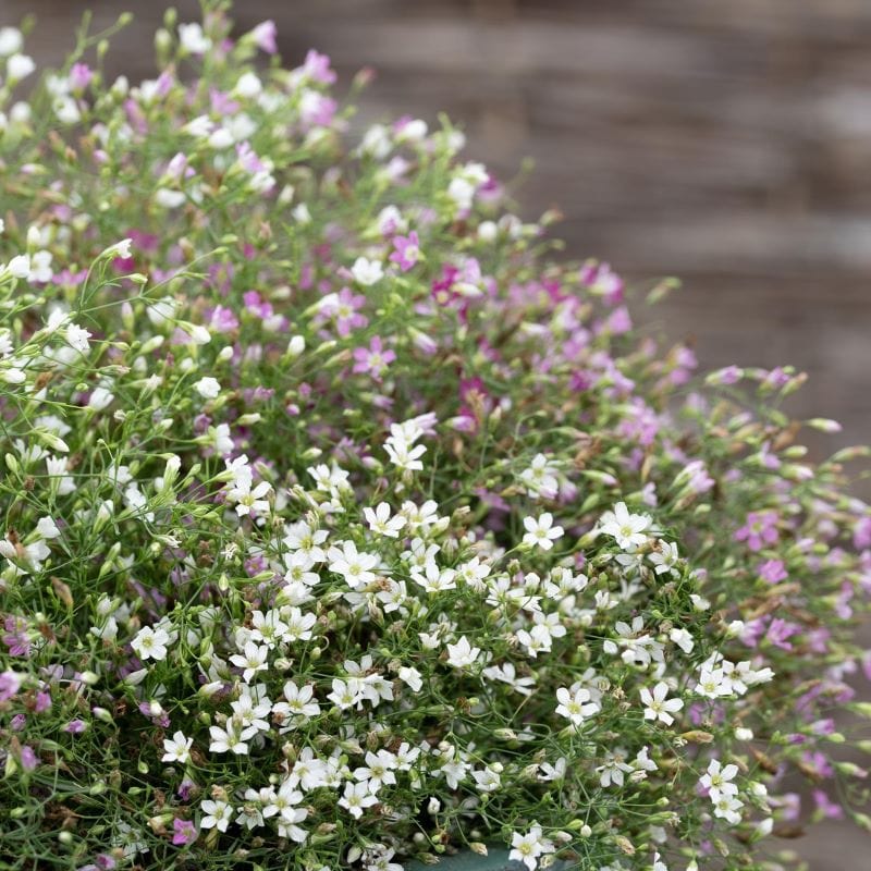 New Flower Seed