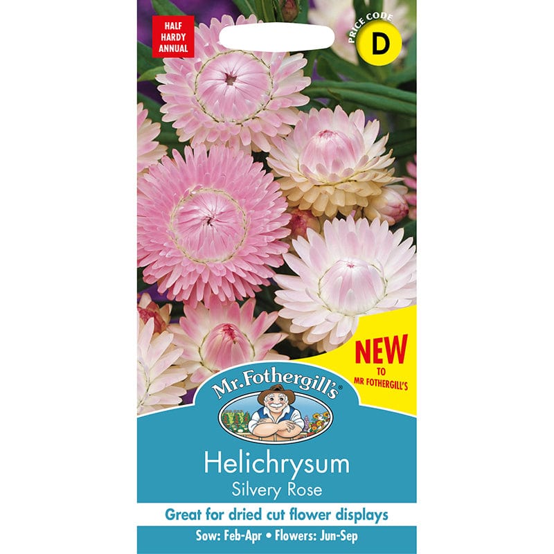 Helichrysum Silvery Rose Seeds - Image 3