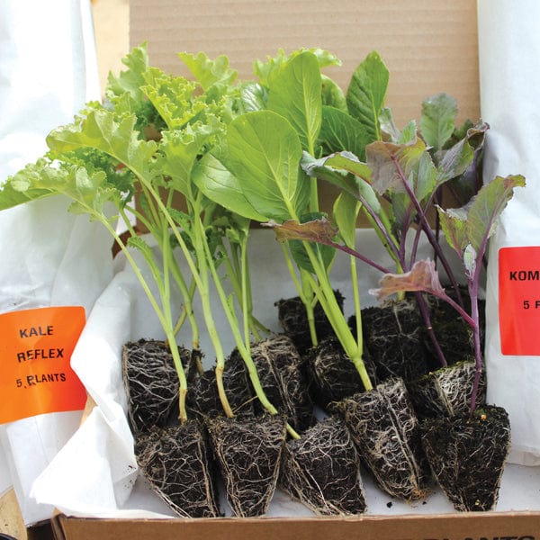 Kale Reflex F1 Plants - Image 3