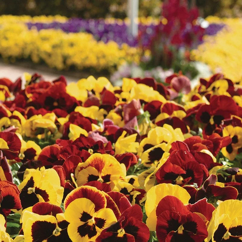 Pansy Matrix Mix Autumn Blaze Flower Plants - Image 3