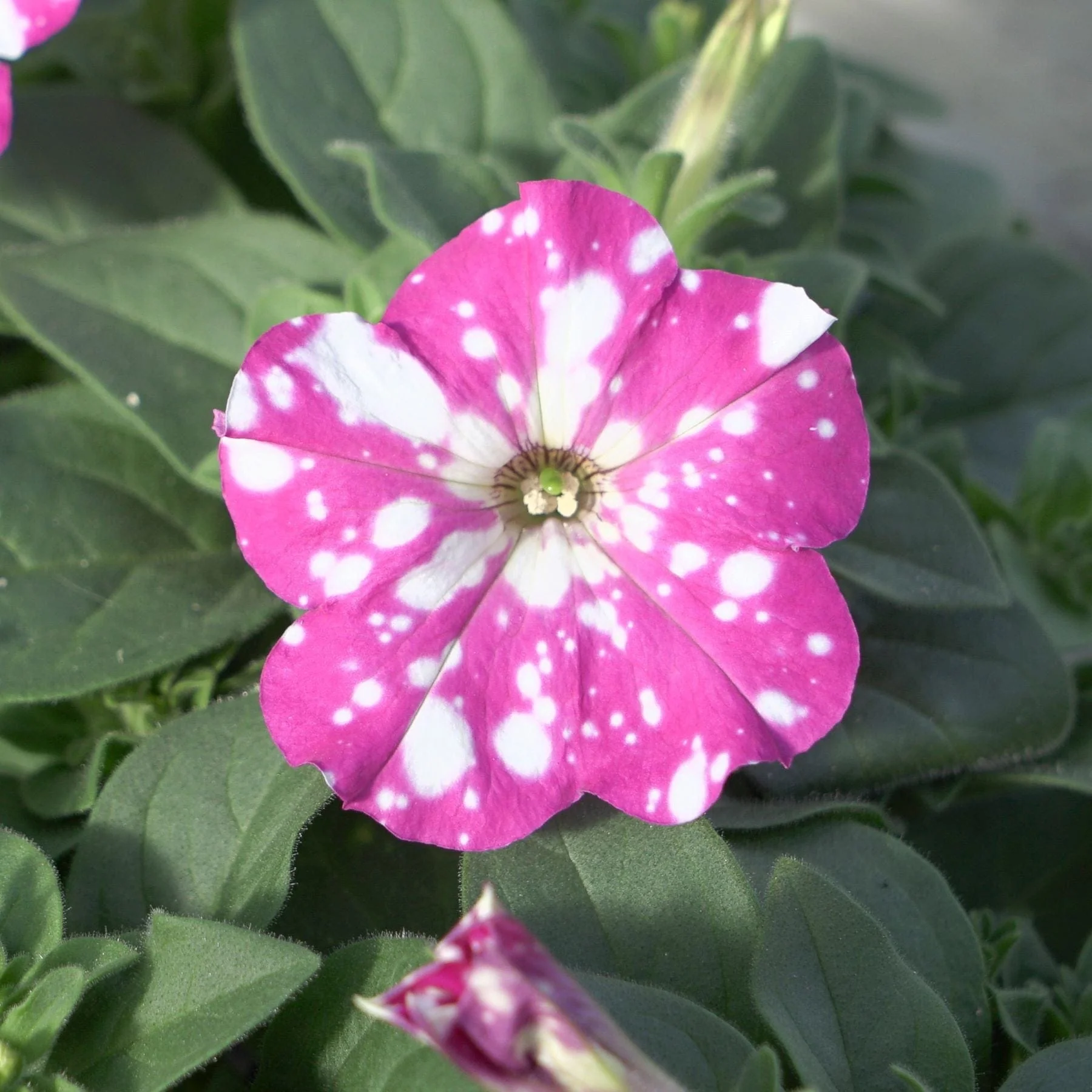 Petunia Sparkling Sky Flower Plants Collection - Image 10