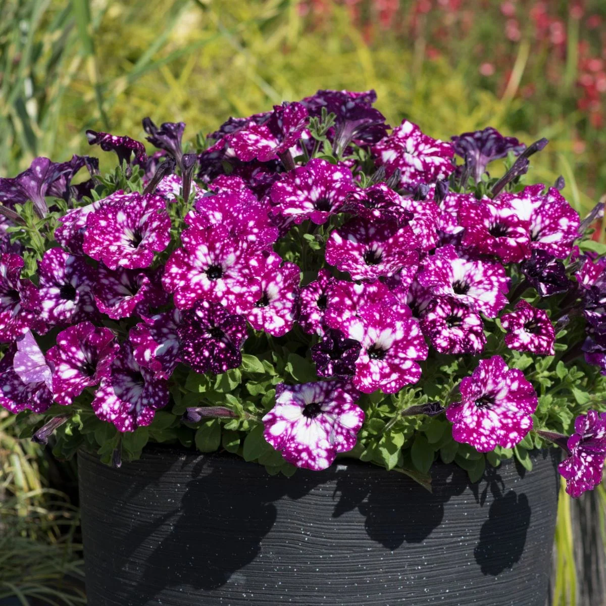 Petunia Sparkling Sky Flower Plants Collection - Image 11