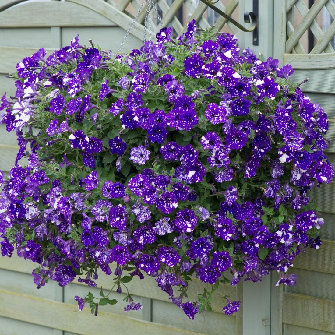 Petunia Sparkling Sky Flower Plants Collection - Image 9
