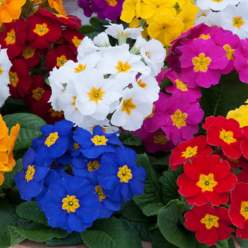 Polyanthus Crescendo Mixed F1 Plants - Image 4