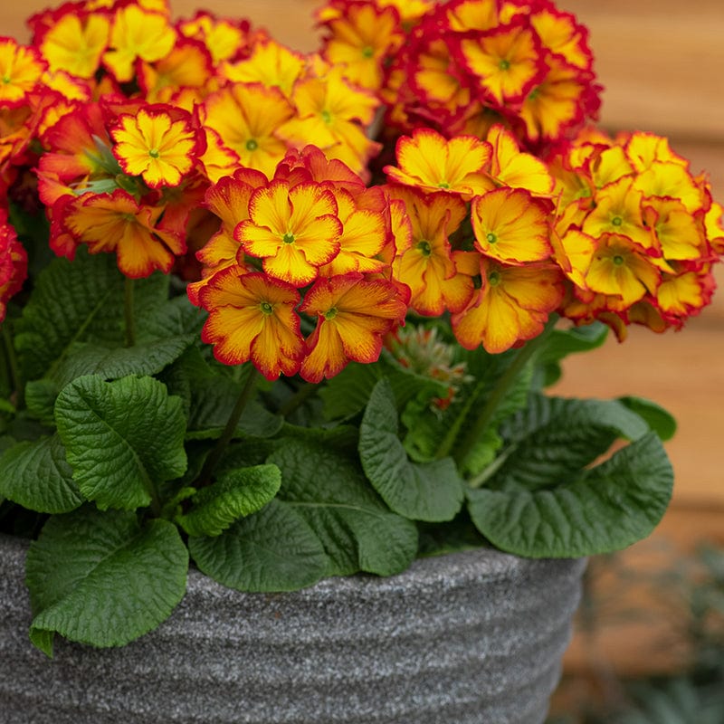 Polyanthus Showstopper Fire Dragon F1 Plants - Image 4