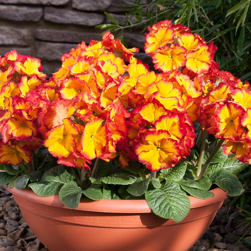 Polyanthus Showstopper Fire Dragon F1 Plants - Image 5