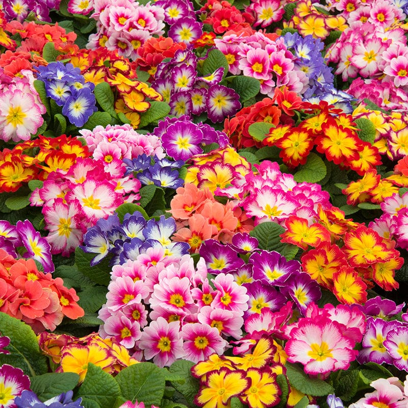 Primula Alaska Mix Bicolour Flower Plants - Image 5
