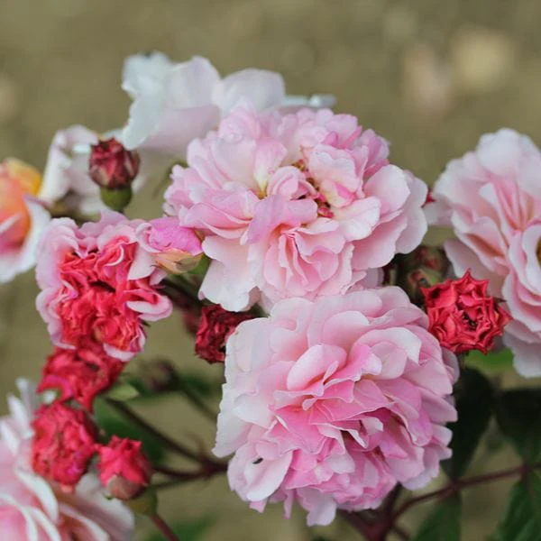 Shrub Rose Trio Plants Collection - Image 3