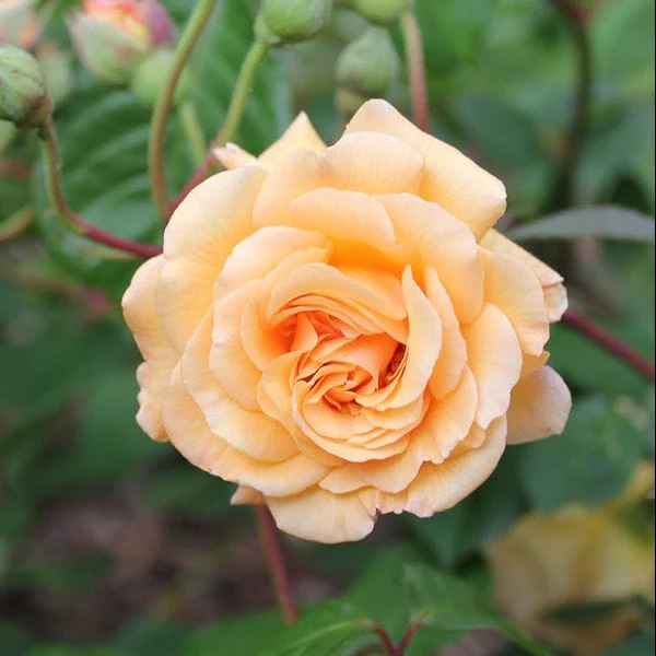 Shrub Rose Trio Plants Collection - Image 4