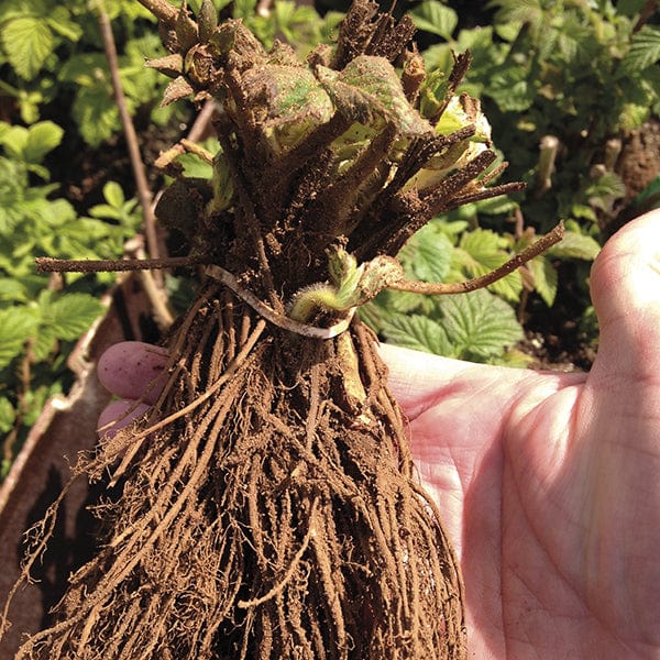 Strawberry Mara des Bois Plants (Everbearer) - Image 3