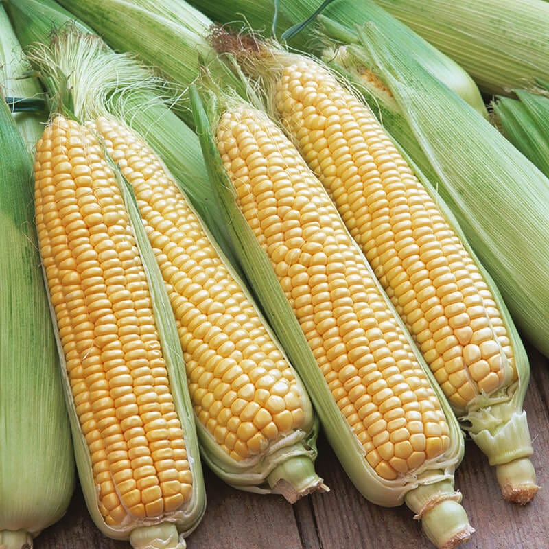 Super Start Sweet corn Veg Plant Collection - Image 3
