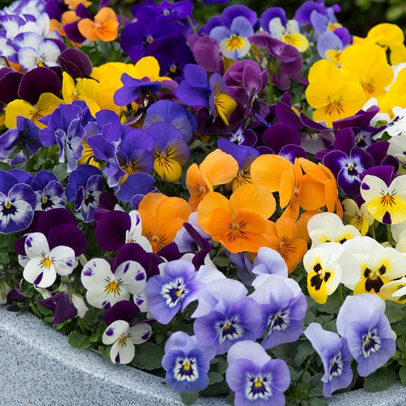 Viola Sorbet Mixed F1 Plants - Image 4
