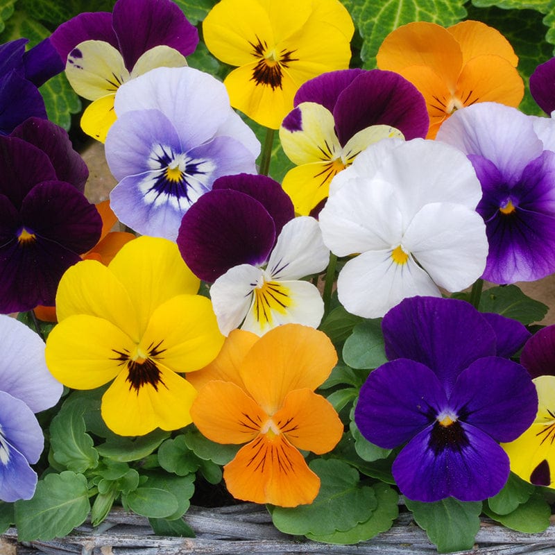Viola Sorbet Mixed F1 Plants - Image 5