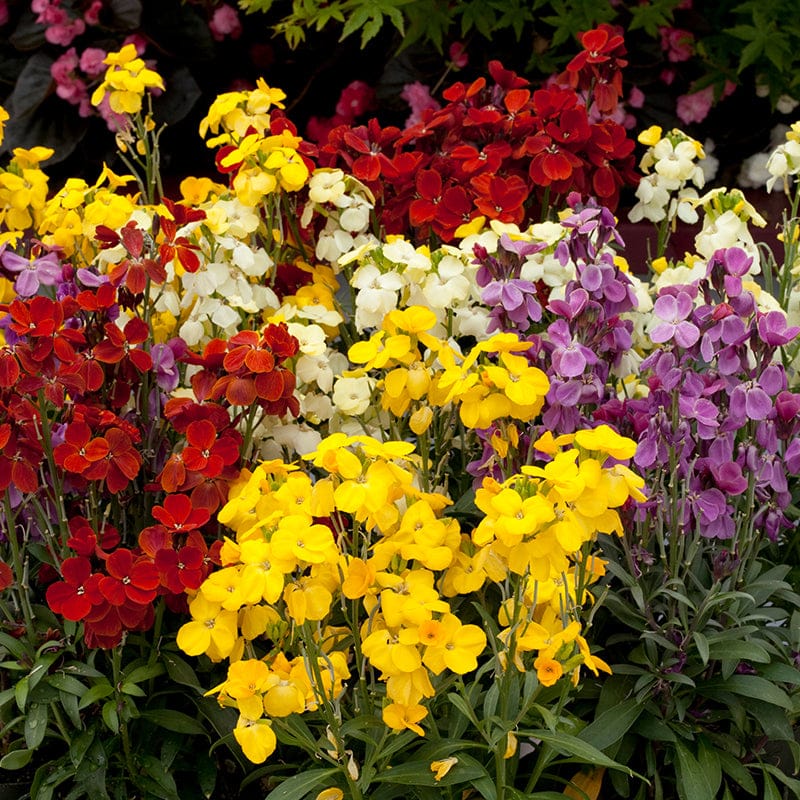 Wallflower Sugar Rush Mixed F1 Plants - Image 3