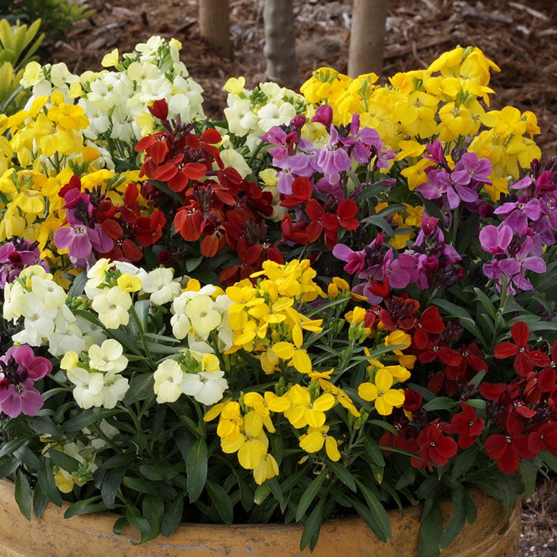 Wallflower Sugar Rush Mixed F1 Plants - Image 6