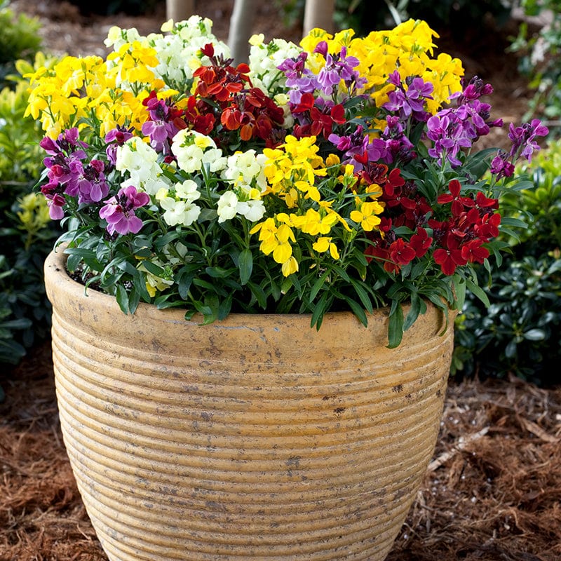 Wallflower Sugar Rush Mixed F1 Plants - Image 7